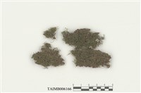 藏品(鞭蘚屬 )的圖片